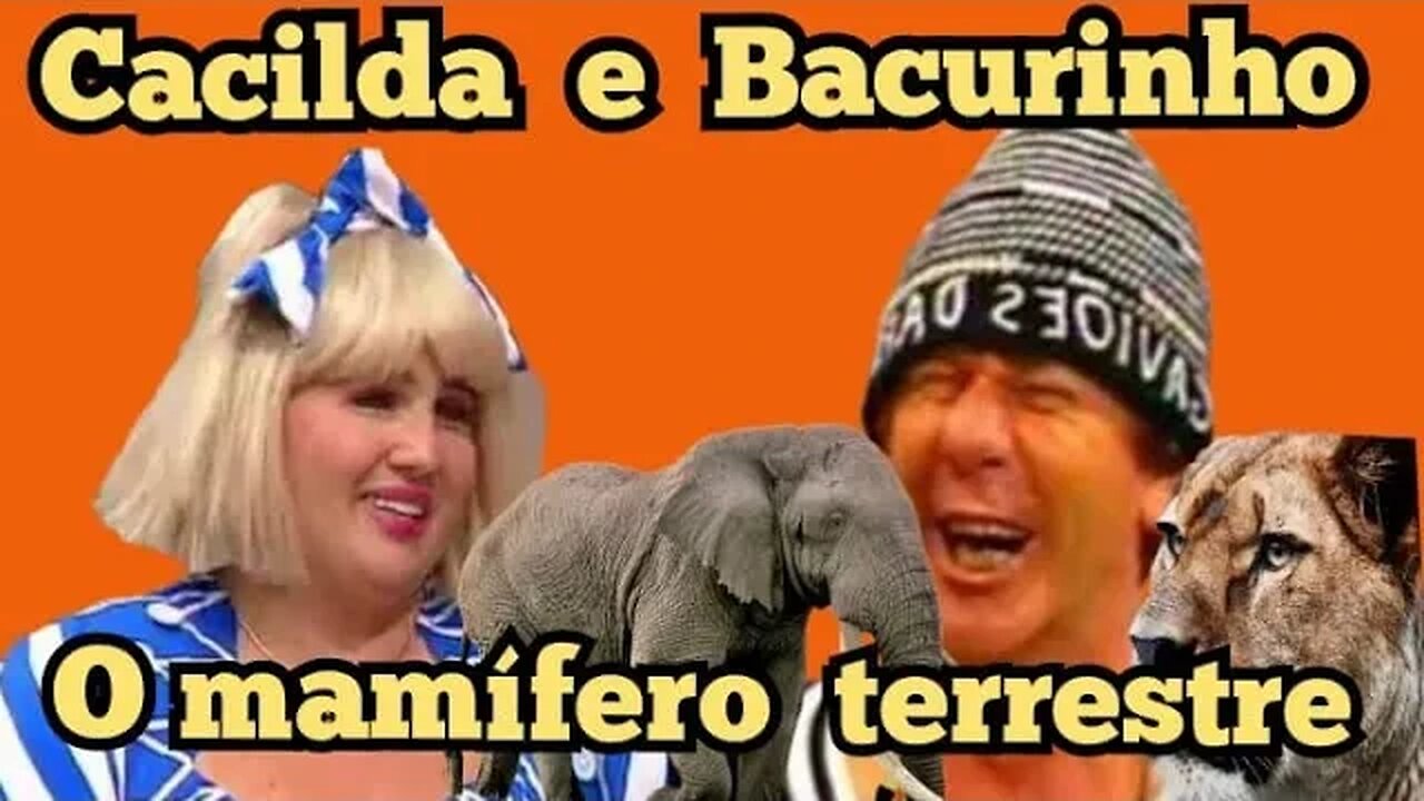 Escolinha do Professor Raimundo; Dona Cacilda e João Bacurinho, o mamífero