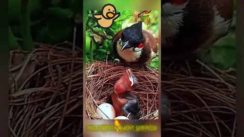 Bird's Feeding by Parents