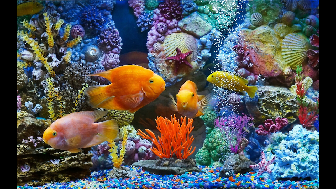 Aquarium floating fish. Relax, meditation and relaxation