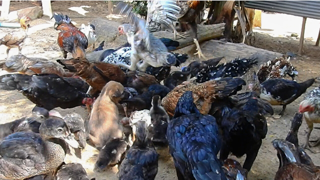 Puppies having fun with the birds when the birds are eating