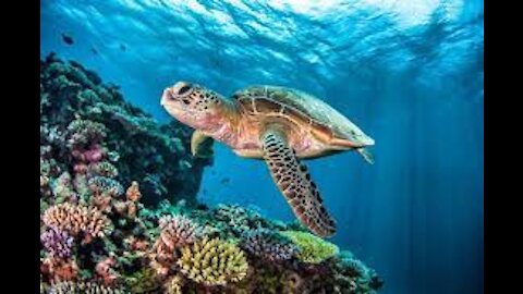 Turtle swimming freely in the sea 02