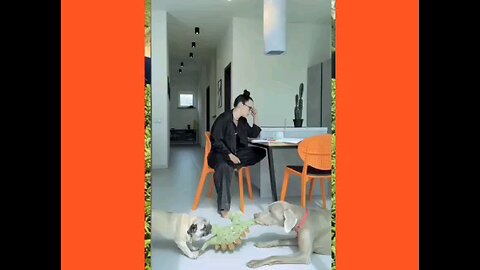 funny Dog cute