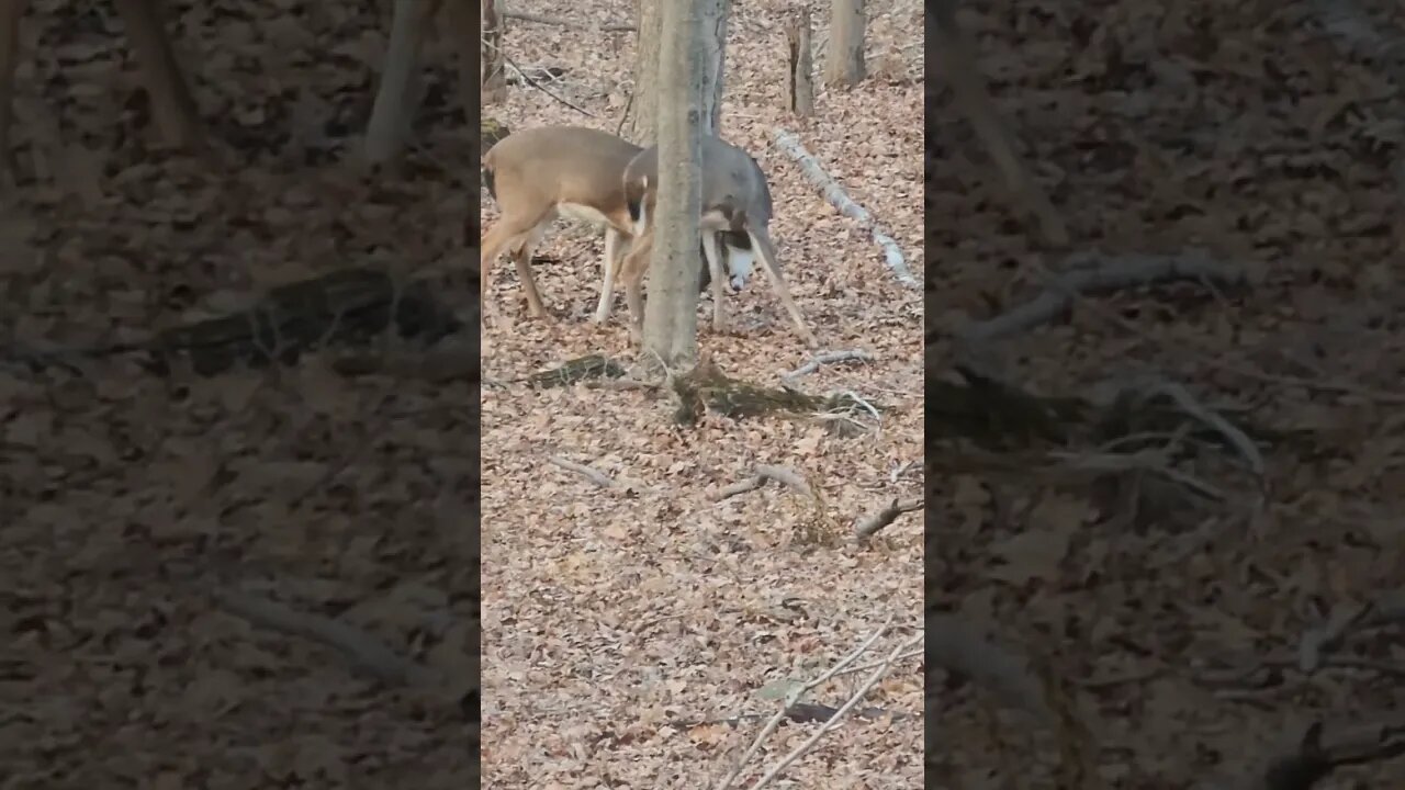 Young Bucks!
