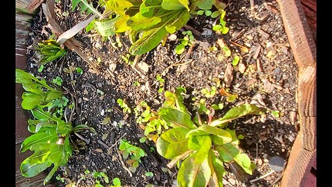 Griggs Garden update - April 5, 2022