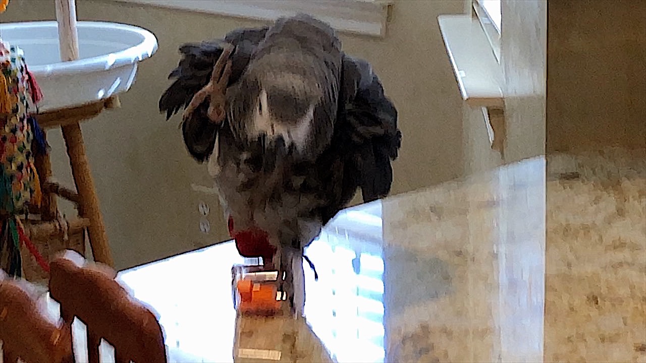 Parrot performs very skilled balancing act