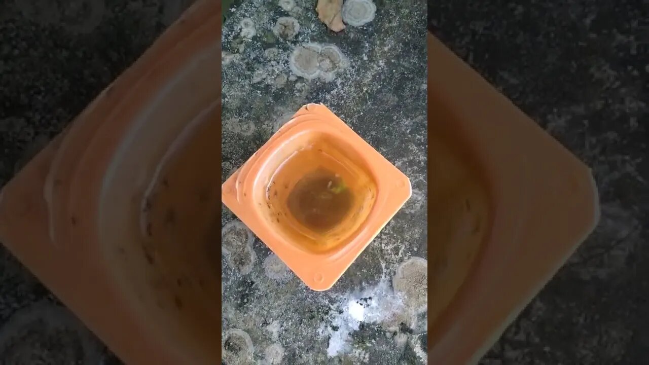 জাদুর পয়সা ! Magic Coin