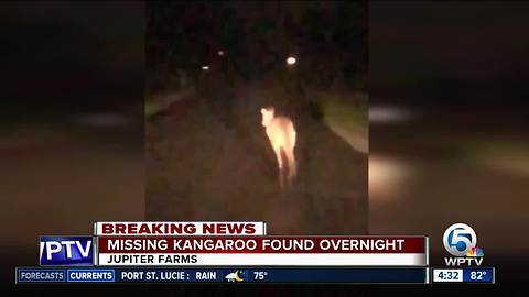 Missing kangaroo found safe overnight