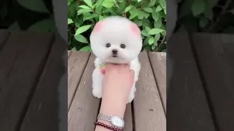 Cute Little Dog Take Pictures - Biggest Ham #shorts