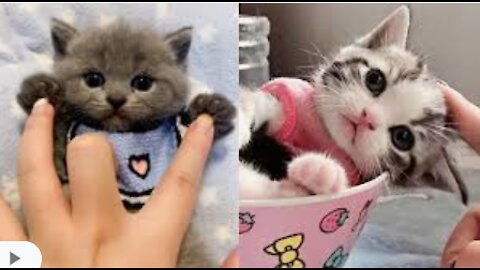 Adorable cat compilation