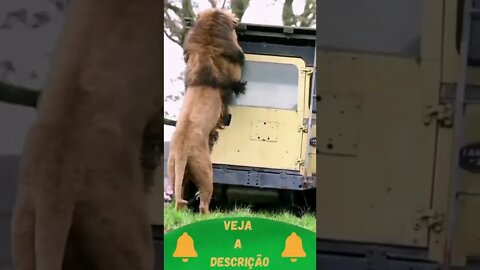 O Rei Leão #shorts