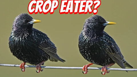 The Destructive Eurasian Starlings!