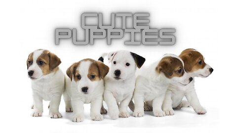 Cute and Cute Puppies