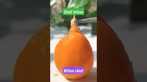 kittygod_cn new tiktok||that little puff||Funny cat videos||#Gigox#Kittygod#kitten