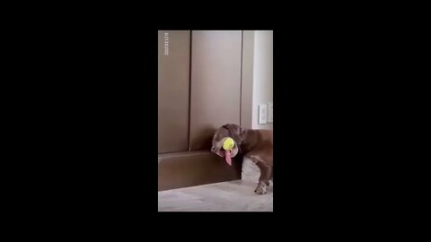 When ball is life