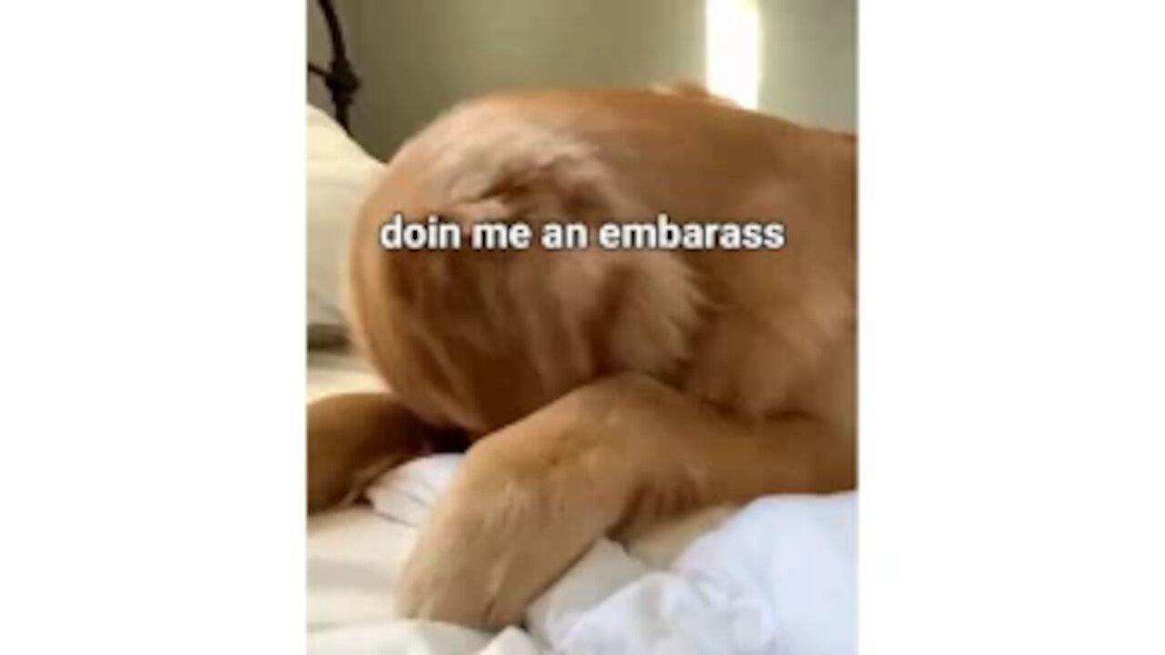 The Funniest Dogs ever. I dont Know Should i Laugh or Cry of this video. (LoI!!!)