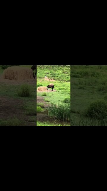 Horses share a large bale of hay