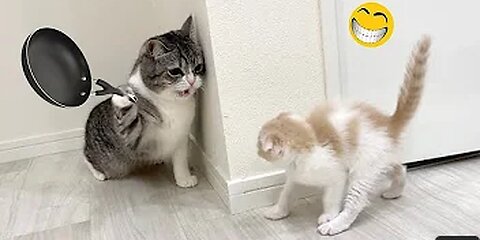 Funny Animals Part 1