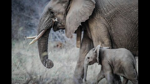 Stunning 8k Wild life animals With Soothing Piano & Guitar
