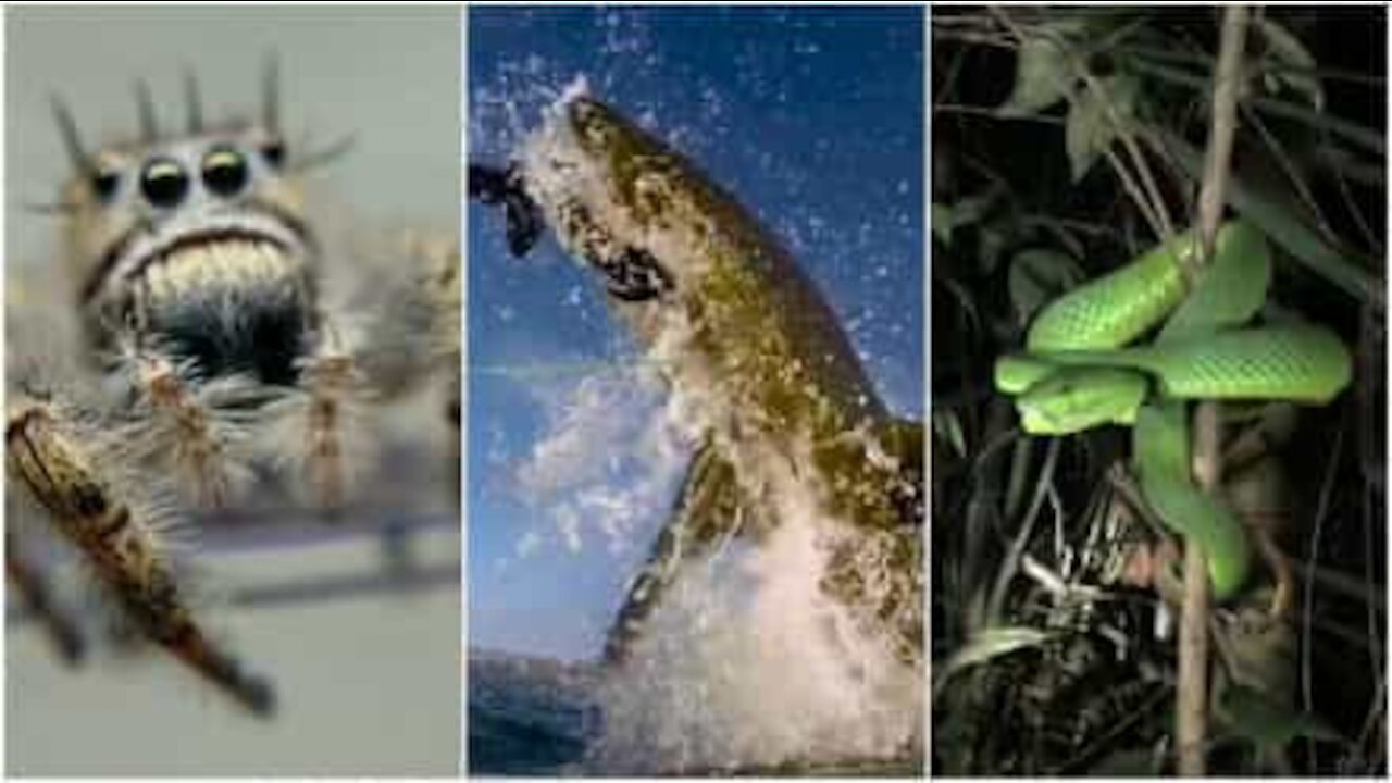 Serez-vous effrayé par les plus dangereux animaux au monde?
