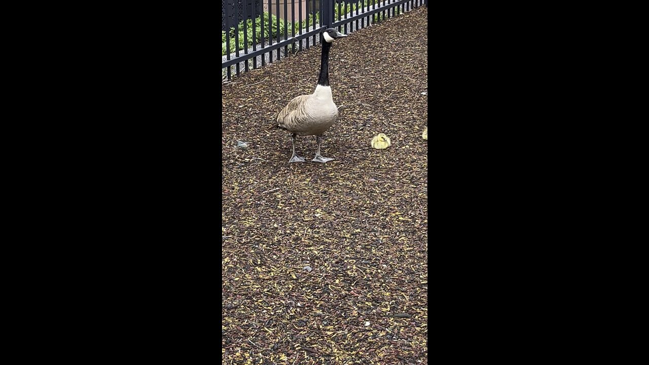Geese at the play ground