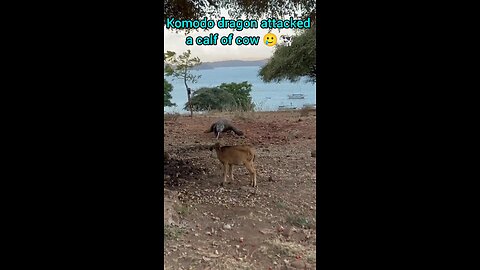 A Komodo dragon attacked the calf of a cow.🥲🐄