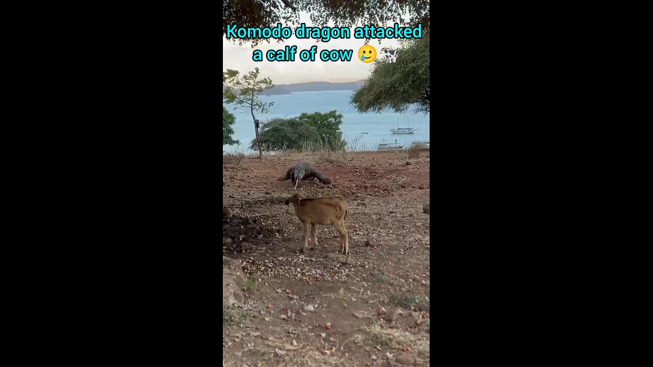 A Komodo dragon attacked the calf of a cow.🥲🐄
