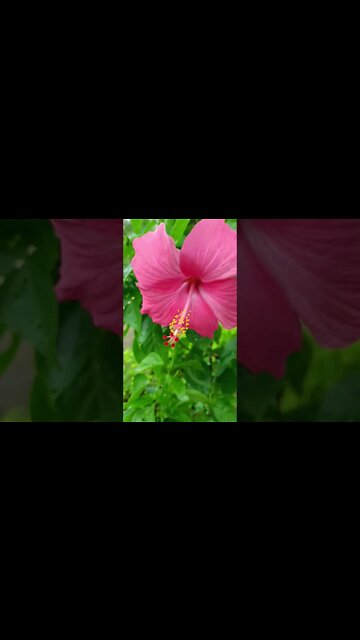 pink flower