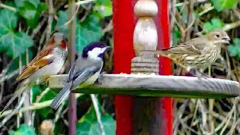 IECV NV #202 - 👀 A Chickadee, House Sparrows, Song Sparrow, And A Junco 2-29-2016