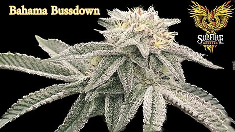 Solfire Gardens Bahama Bussdown wk 6 @MarsHydro_official fce4800