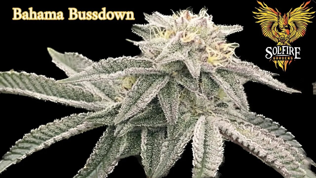 Solfire Gardens Bahama Bussdown wk 6 @MarsHydro_official fce4800