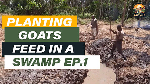 Planting Goats Feed In A swamp | ep2 #goatfarming #goats