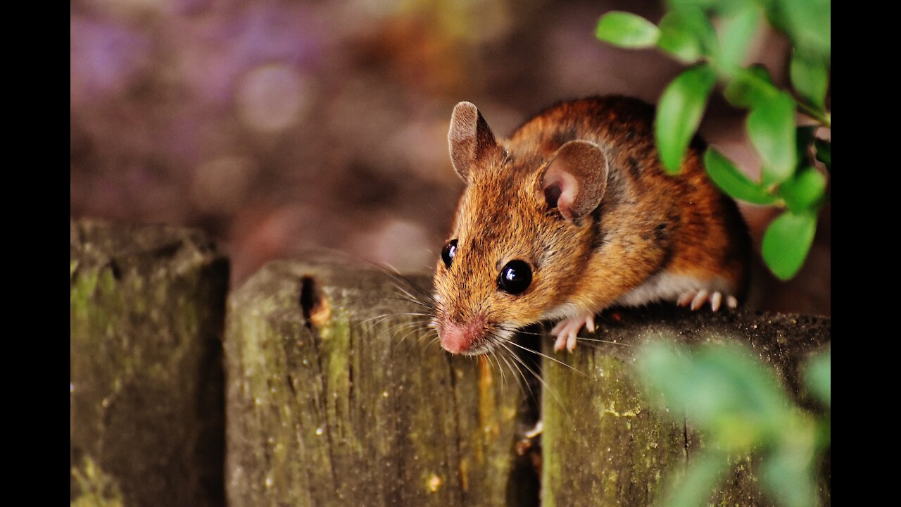 MOUSE GETS INTO MAN'S CLOUTHS # VIDEO LOGS