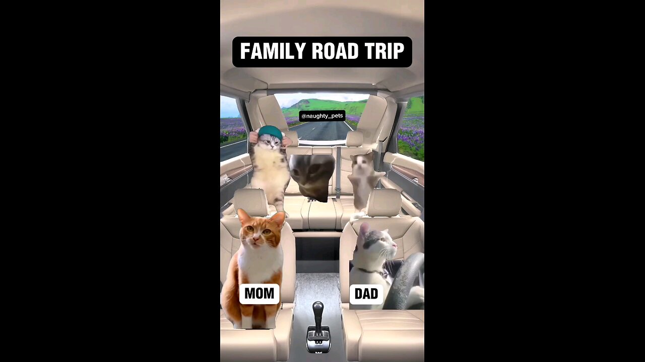 Cats world