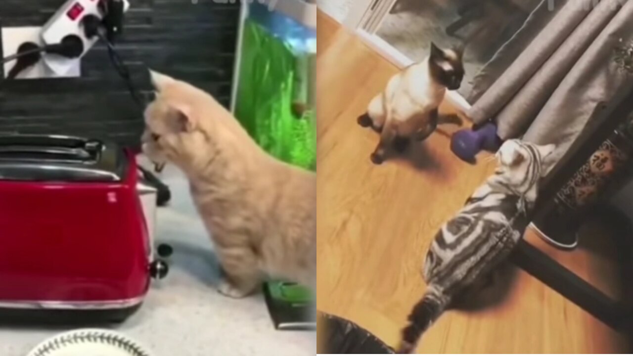 Best Funny Cat Videos That Will Make You Laugh All Day Long 😂😹