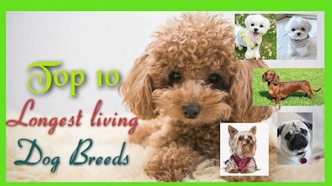 Top 10 longest living dog breed