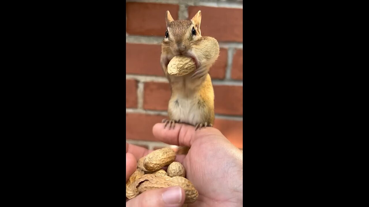 small squirrel