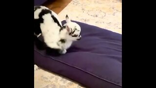 Happy Baby Goat