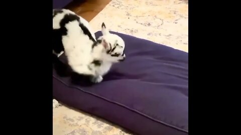 Happy Baby Goat