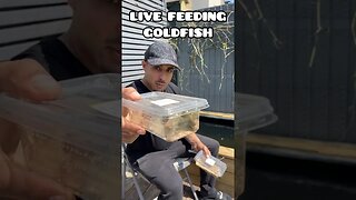 LIVE FEEDING GOLDFISH 🦗🦗🦗 #fancygoldfish #goldfish #ranchugoldfish #fishtank #feedingfish