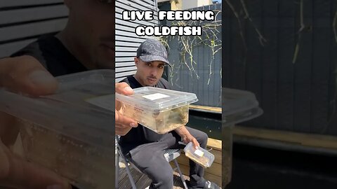LIVE FEEDING GOLDFISH 🦗🦗🦗 #fancygoldfish #goldfish #ranchugoldfish #fishtank #feedingfish