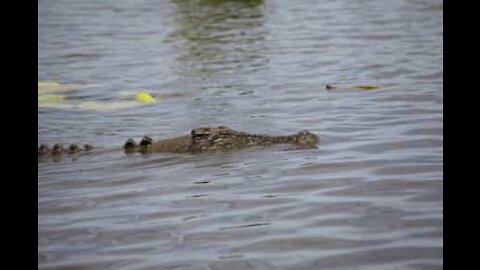 Children panic as huge crocodile swims towards them