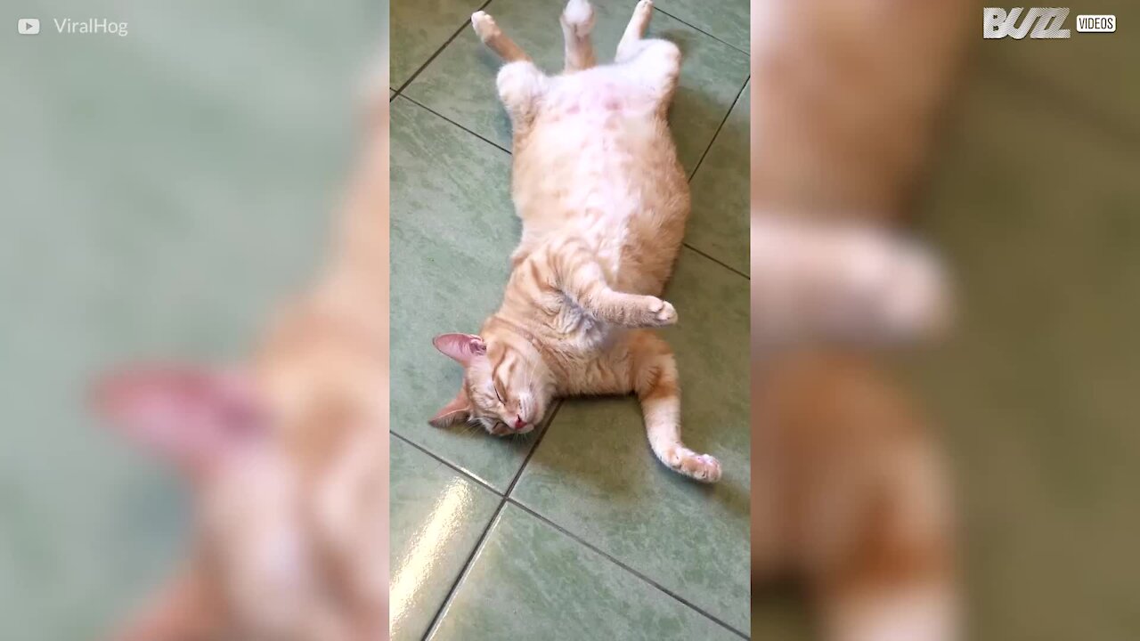 Le meilleur moyen de réveiller un chat