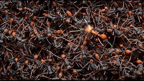 Escape: Leiningen vs. the Ants