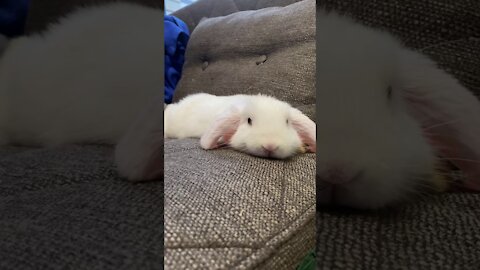 Cute Baby Bunny Sneeze
