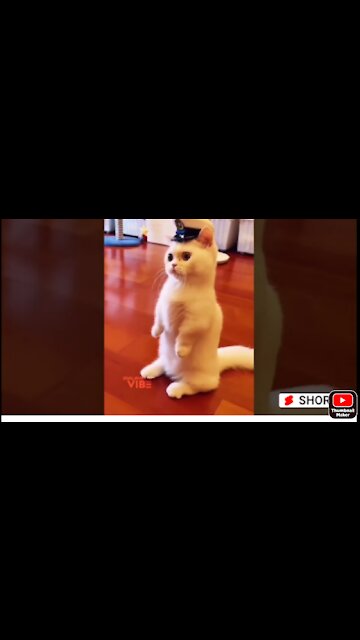 Police cat ..// doing your dutey