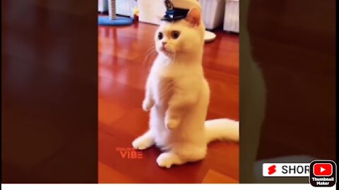 Police cat ..// doing your dutey