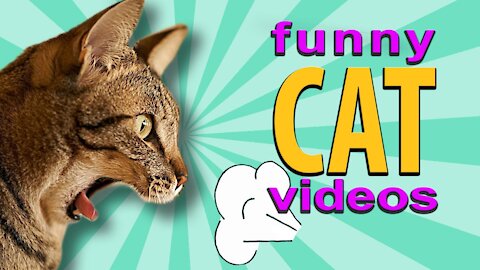😂 Funny Animals Videos 😂 2021 cats