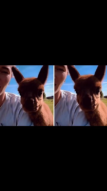 Adorable alpaca makes the cutest appearance on camera