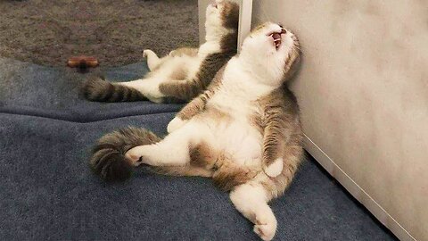 This video is about Funniest Animals 🐧 - Funny animal videos can't help but laugh 2024