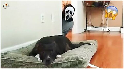 Unbelievable!!! Funny Dog Videos Try Not To Laugh 🦴🐕🐶✔️3